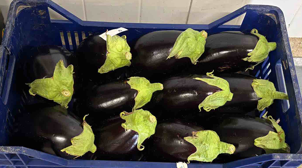 Melanzane - Fondi - 1,45/1,55 euro al chilogrammo